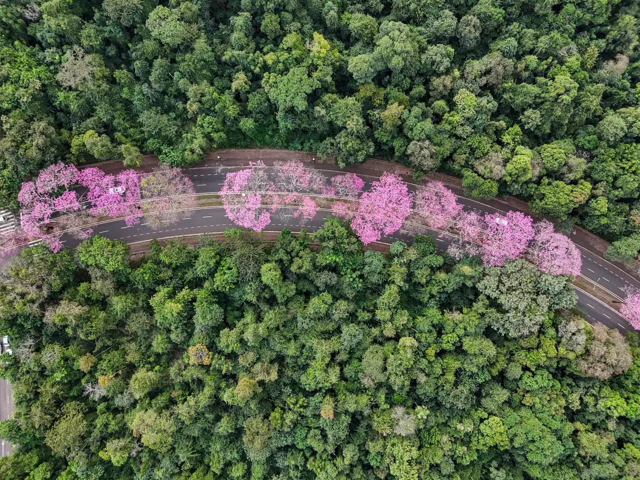 Maringá floresce com ipês-roxos, símbolo ecológico da Cidade Canção